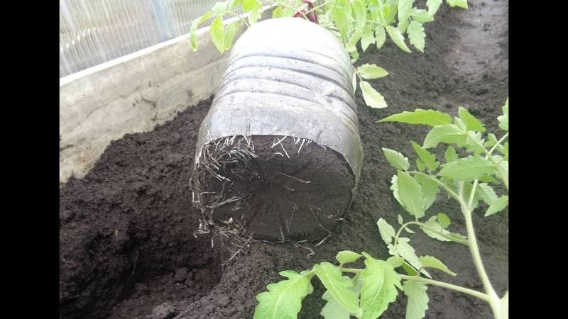 Выращивание огурцов в пятилитровых бутылках | polemo.ru - дача, огород и сад.