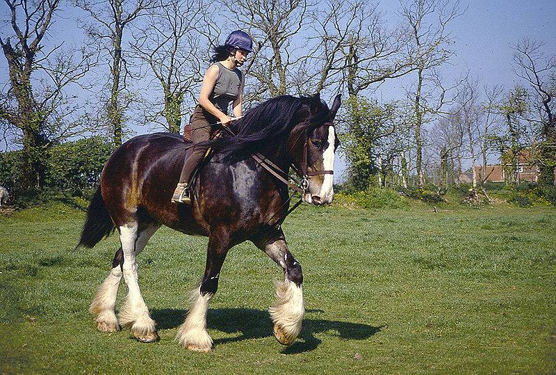 Шайр – порода графских лошадей