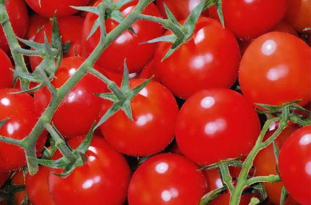 Томат "зимняя вишня" : подробное описание этого сорта помидор f1, его характеристики и фото, а также советы по выращиванию русский фермер