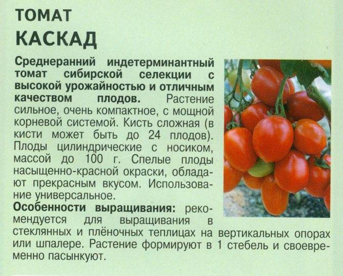 Описание, характеристика, посев на рассаду, подкормка, урожайность, фото, видео и самые распространенные болезни томатов сорта «премьер».