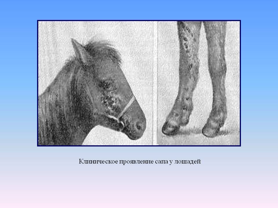 Мыт у лошадей: особенности заболевания, причины, симптомы и диагностика мыта, особенности лечения и профилактики