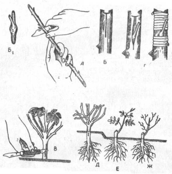 Размножение хризантем: делением куста, черенками и семенами