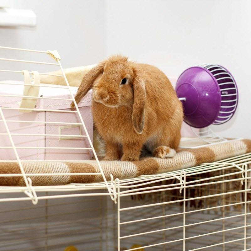 Уход за декоративным кроликом в домашних условиях: правила содержания животных