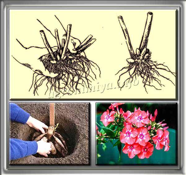 Как размножить лаванду: семена лаванды, черенки, кустовое размножение