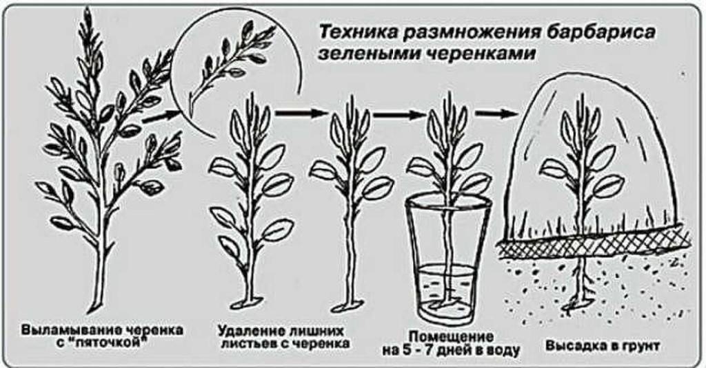Растение аконит – посадка и уход, выращивание на клумбе, виды и фото