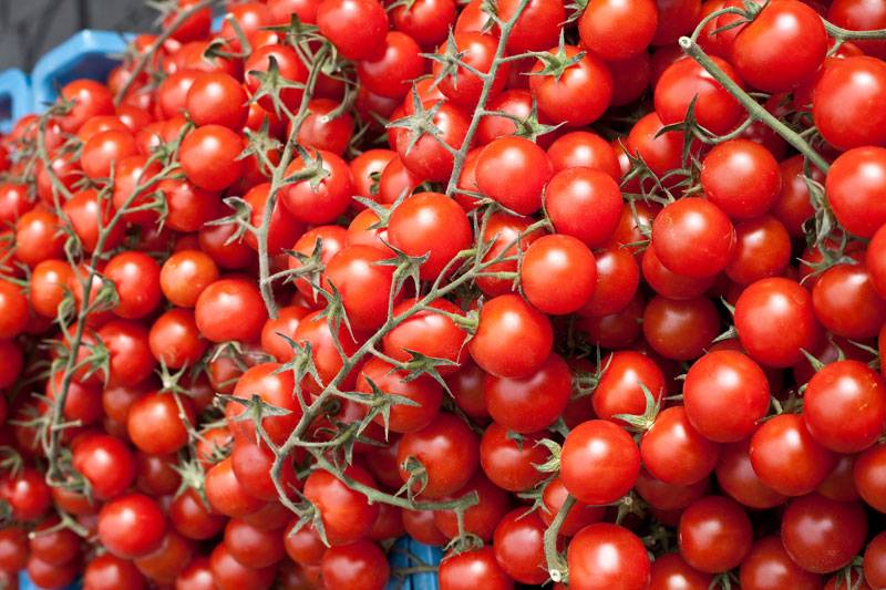 Описание сорта помидора чили верде, особенности выращивания и ухода