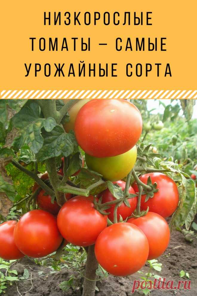 Посев томатов на рассаду видео | мой сад и огород