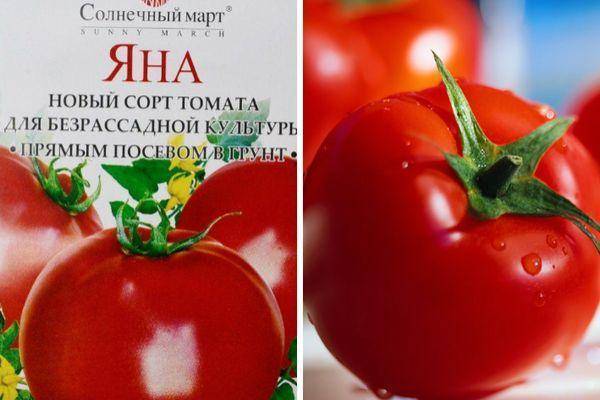 Томат пани яна: характеристика и описание сорта, отзывы тех кто выращивал помидоры об их урожайности, фото семян