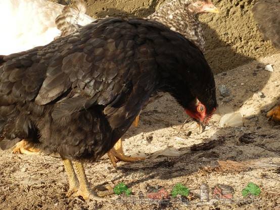 Большой зоб у курицы: причины воспаления и его лечение
