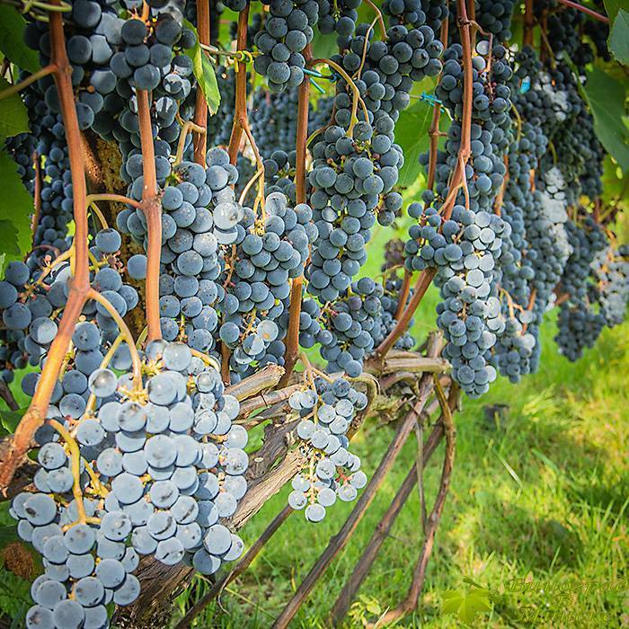 Описание сорта, отзывы и особенности выращивания винограда зилга