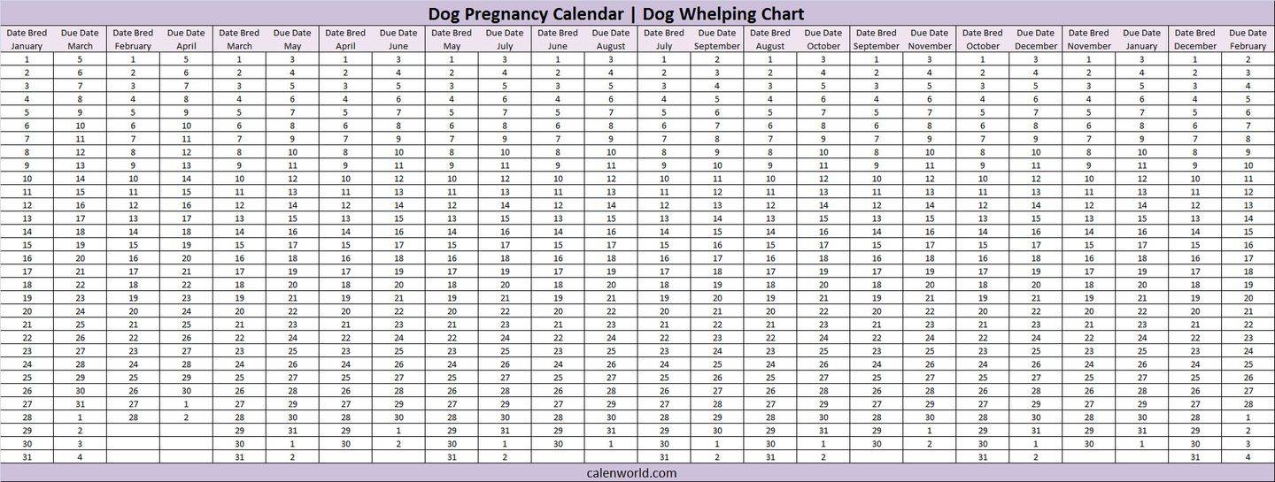 Календарь беременности собаки