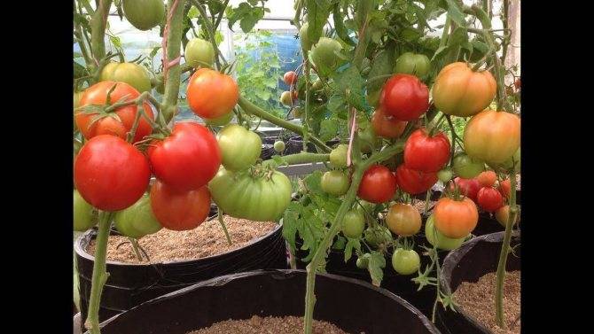 Выращивание помидоров в открытом грунте: методы ухода, техники