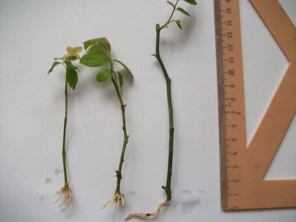 Полиантовые розы: популярные сорта и особенности их выращивания