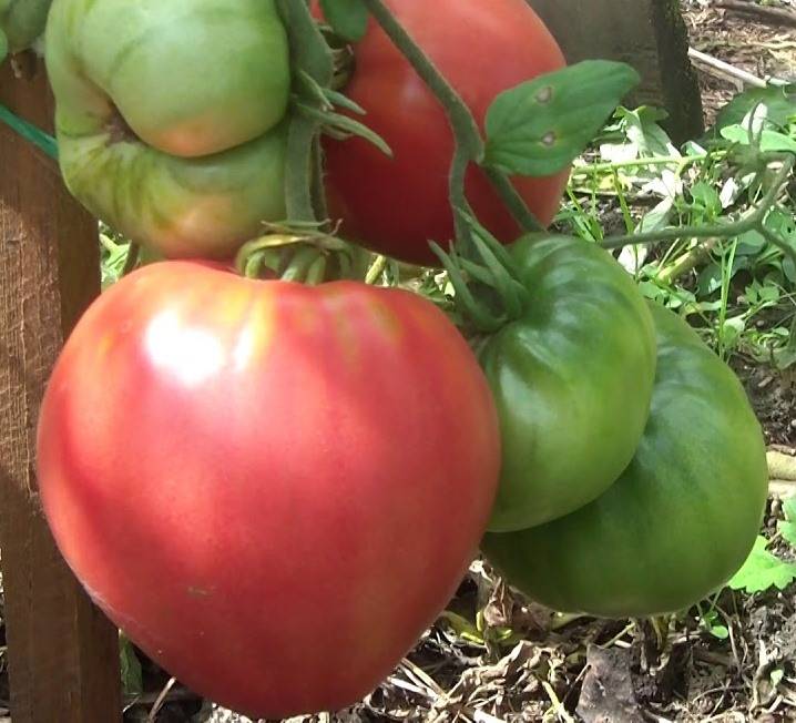 Характеристика и описание сорта томата Мазарини, его урожайность