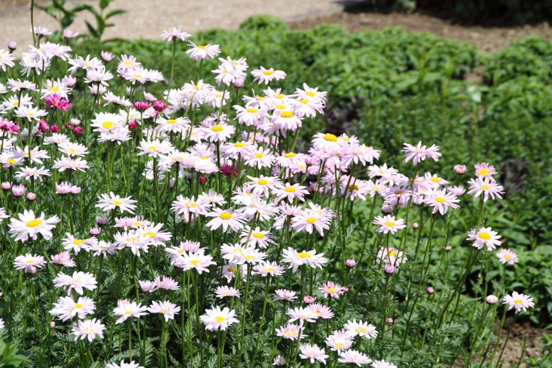 Пиретрум: сколько лет живет и растет, как посадить и вырастить, болезни и вредители, какую почву любит, фото цветка