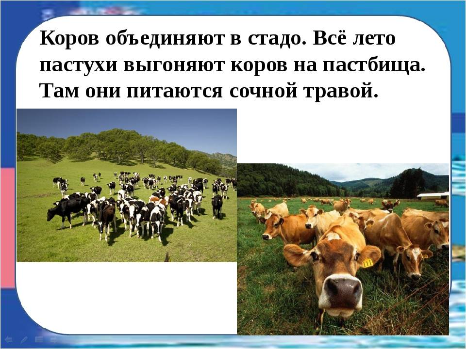 Как правильно пасти коров на пастбище - агро эксперт
