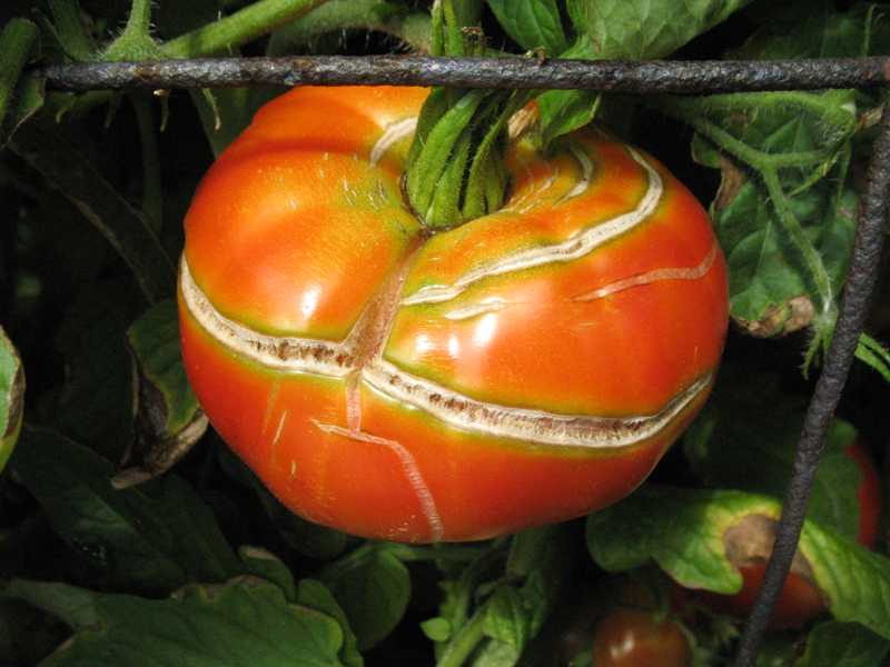 Почему трескаются помидоры в теплице при созревании