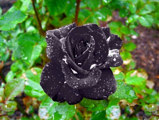 Описание чайно-гибридной розы черная магия