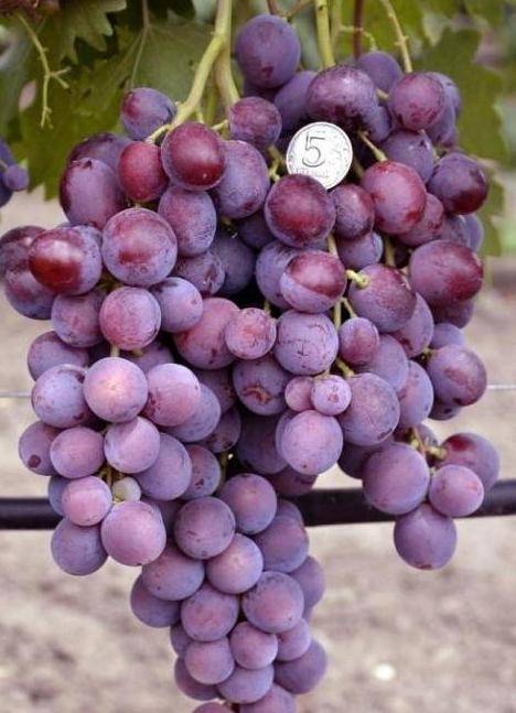 Виноград "заря несветая": описание сорта, фото, отзывы