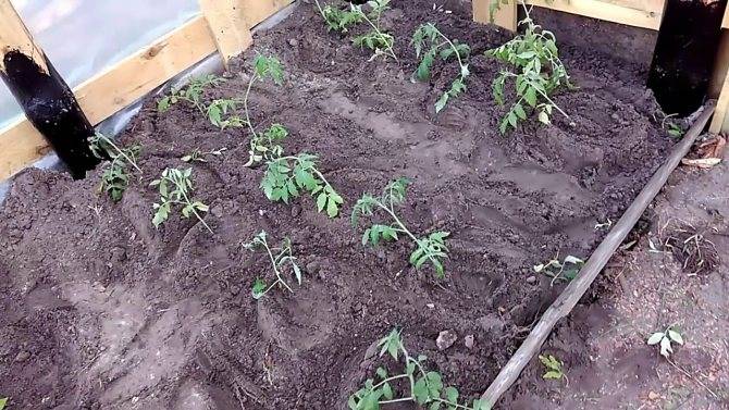 Технология выращивания томатов в теплице: подготовка, полив, удобрение