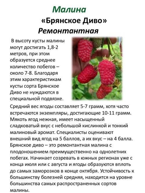 Малина туламин: особенности выращивания, отзывы и фото, описание и характеристика