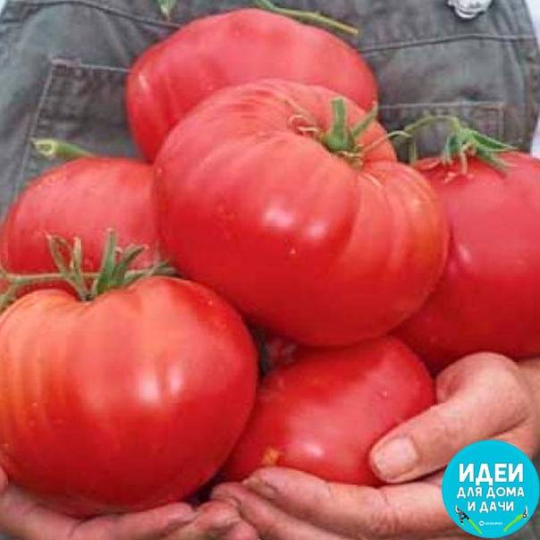Томат три толстяка: отзывы об урожайности, характеристика и описание сорта, фото помидоров