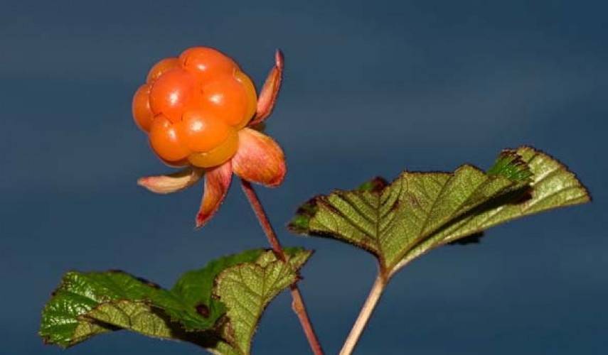 Морошка: как вырастить на дачном участке и в саду, посадка из семян и уход, где растет эта ягода + фото