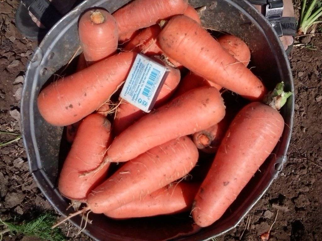 Основные характеристики и описание сорта моркови абако. правила выращивания и ухода