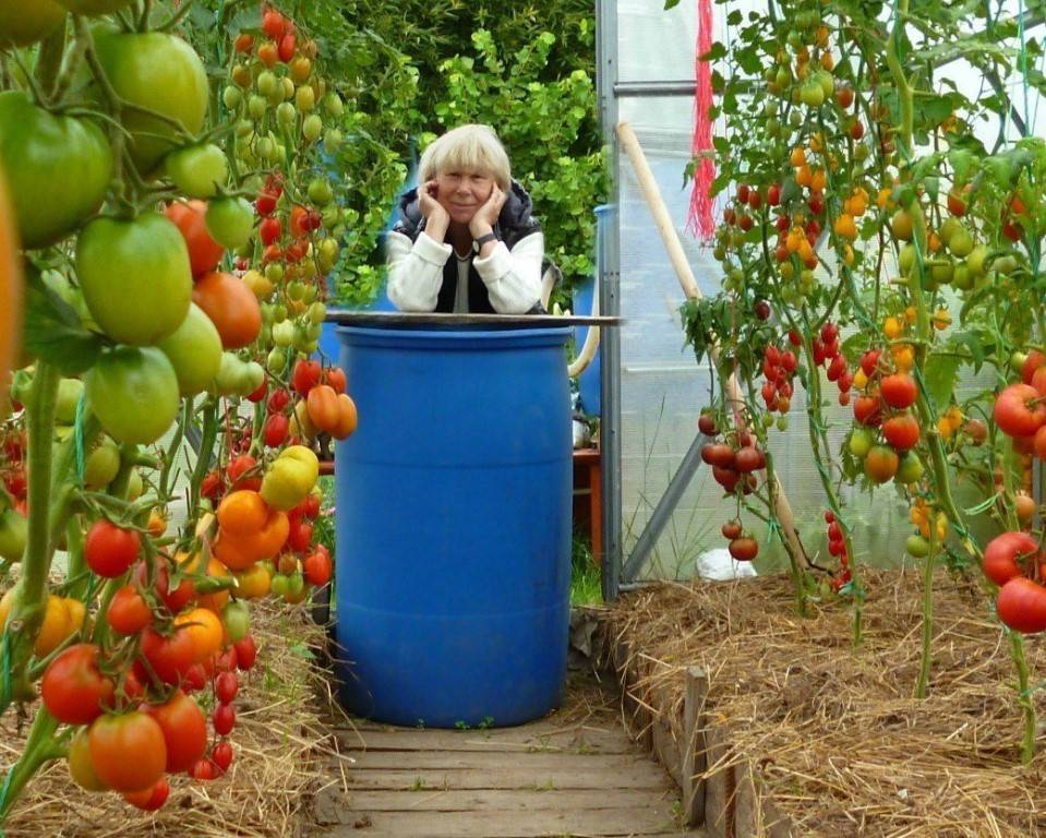 Пошаговая инструкция выращивания помидоров в мешках