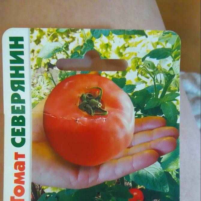 Сорта томатов для ленинградской области с описанием, характеристикой и отзывами, а также особенности выращивания в данном регионе