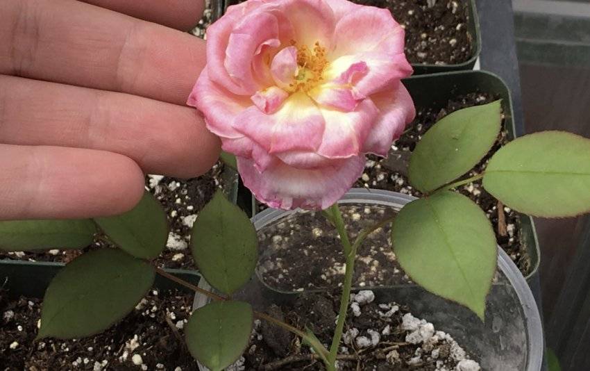 Как правильно посадить и вырастить полиантовую розу из семян