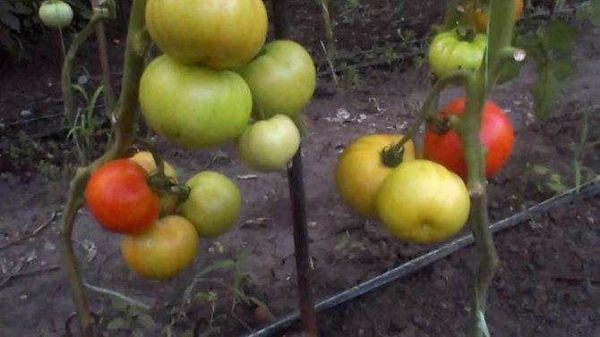 Черри томат принц боргезе: описание сорта, особенности выращивания и ухода за старинным итальянским сортом