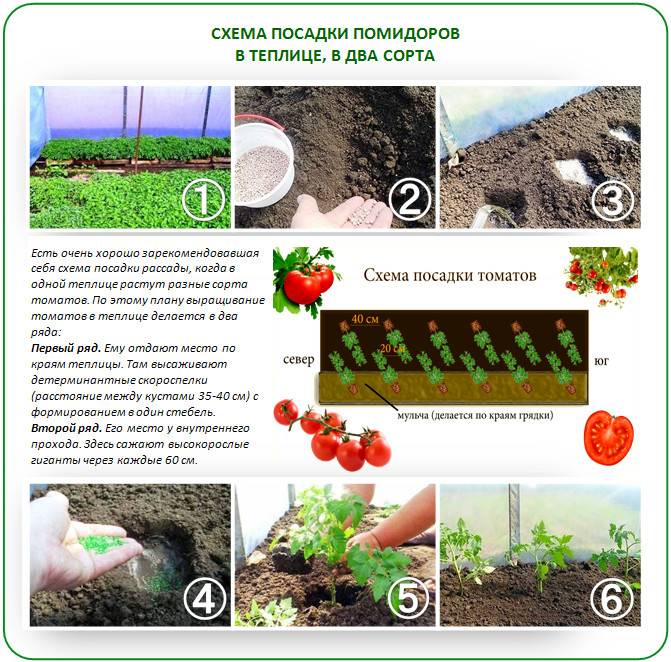 Как сажать помидоры на рассаду в домашних условиях