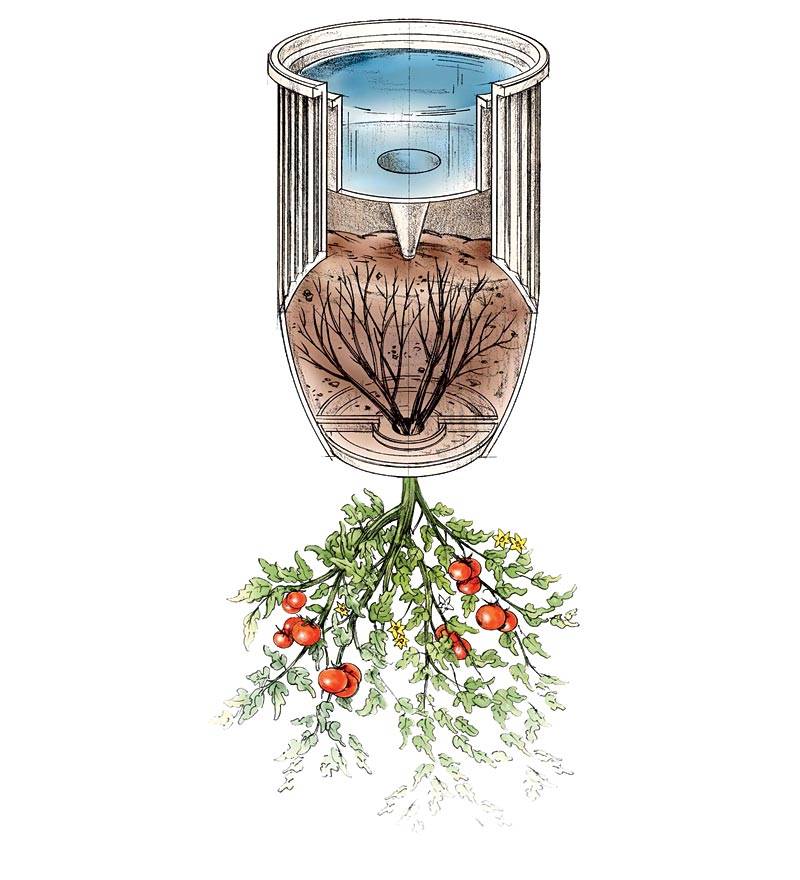 Томаты вверх корнями - необычный способ выращивания томатов головой вниз, ногами вверх