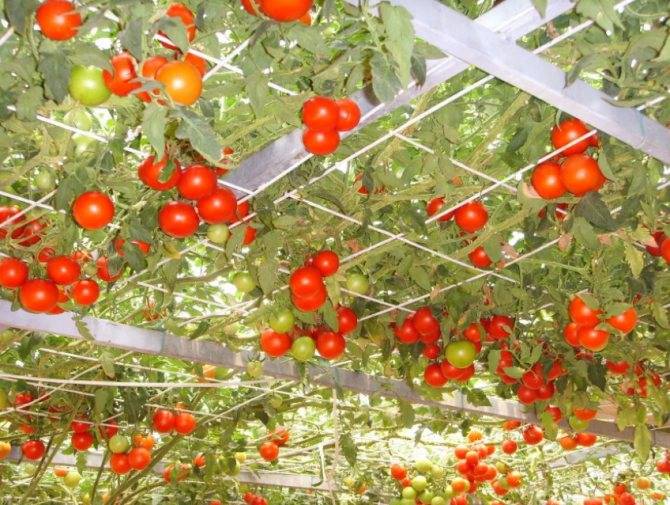 Что такое томатное дерево: выращивание дома и в открытом грунте