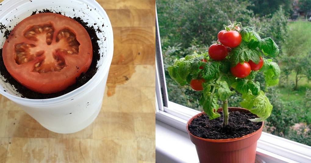 Как вырастить “ленивые” помидоры – оригинальный способ