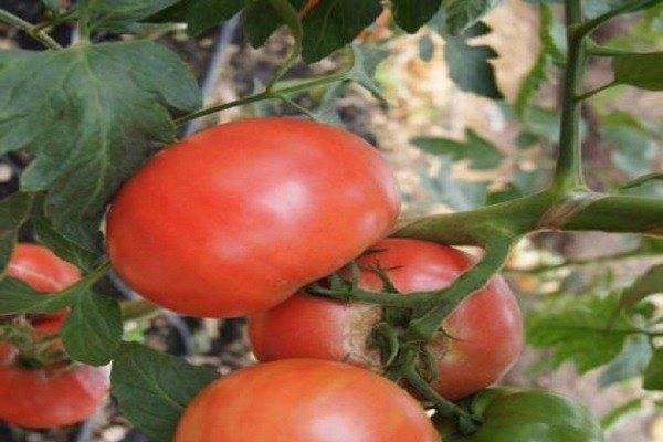 Описание томата пандароза и агротехника культирования гибрида