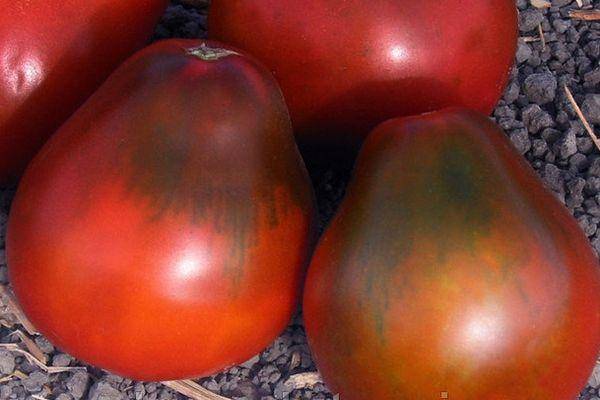 Томат красная грушка (червона груша): отзывы об урожайности помидоров, описание и характеристика сорта