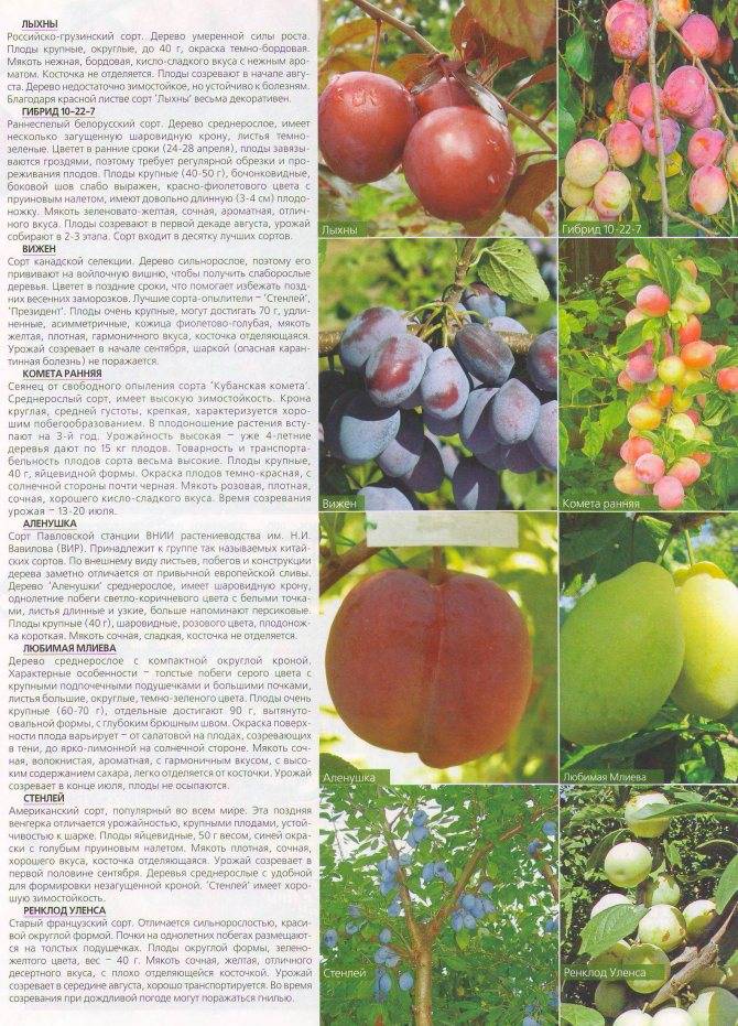 Агротехника выращивания сливы "стенлей" ("стенли"): характеристика сорта, посадка и уход