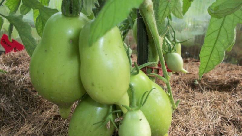 Томат буратино: характеристики и описание сорта, урожайность с фото