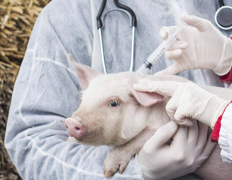 Схемы и правила вакцинации свиней
