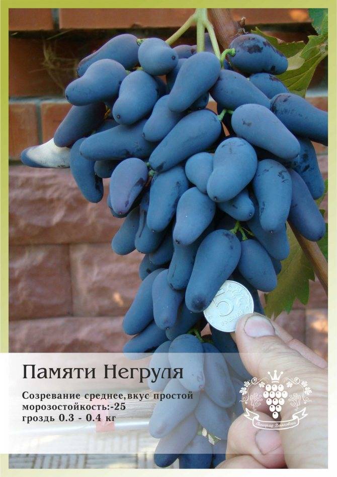 Сорт винограда памяти негруля, описание сорта с характеристикой и отзывами, а также особенности посадки и выращивания, фото