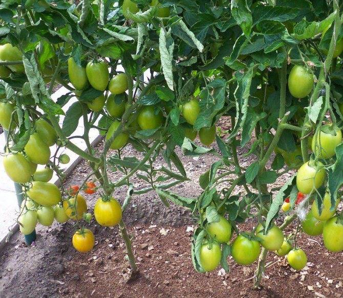 Томат диаболик f1: характеристика и описание сорта семян, отзывы тех кто сажал помидоры об их урожайности, фото куста в высоту