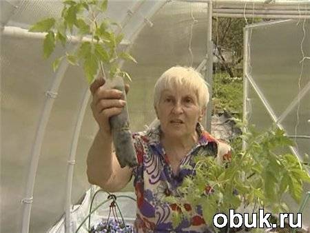 Посадка томатов по методу галины кизимы: советы по выращиванию с видео