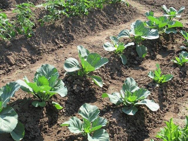 Выращивание белокочанной капусты в открытом грунте: уход и удобрения