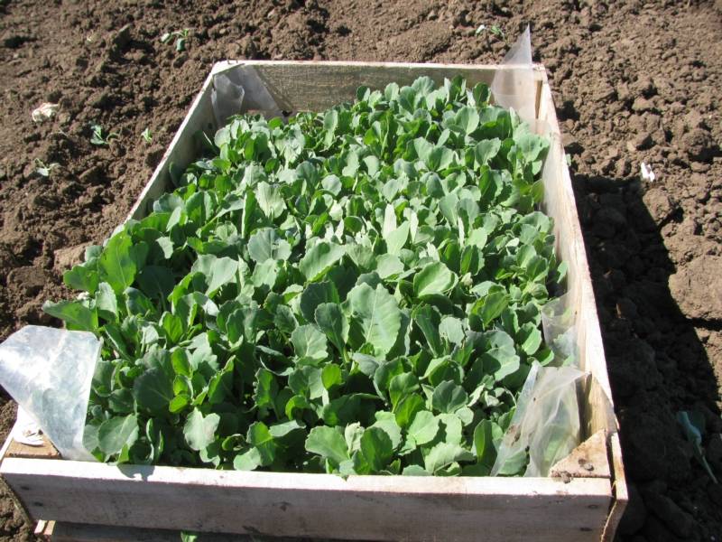 Выращивание белокочанной капусты в открытом грунте: уход и удобрения