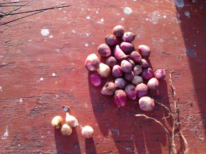 Гладиолусы: уход и способы размножения, как разделить луковицу