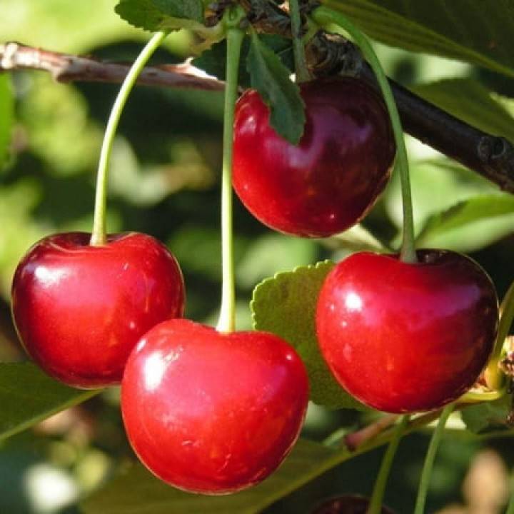 25 лучших сортов вишни для сибири на 2020 год: самоплодные, морозостойкие, самые крупные и сладкие с названием и фото