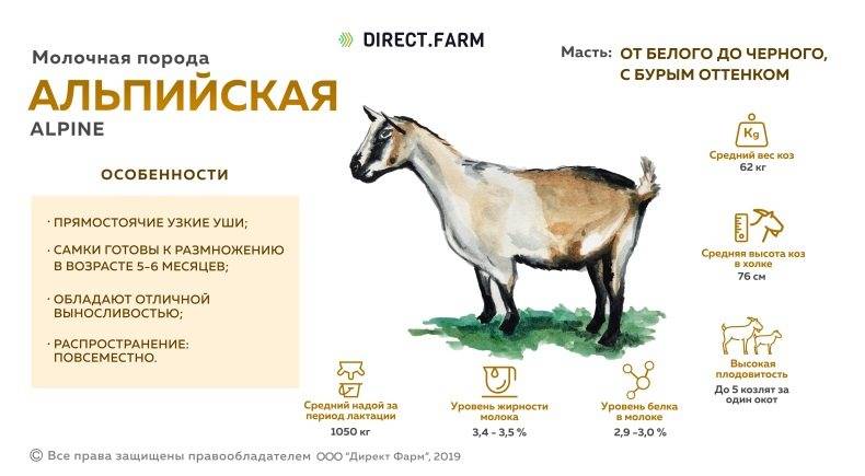 Мясные породы коз: топ-5 с описанием и характеристиками, правила содержания
