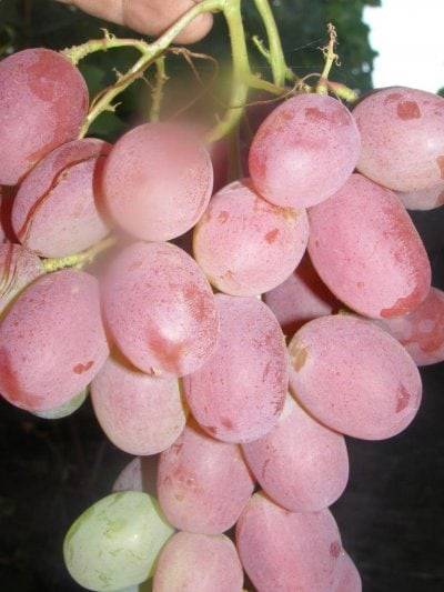 Виноград рубиновый юбилей: характеристика и описание сорта, посадка и уход